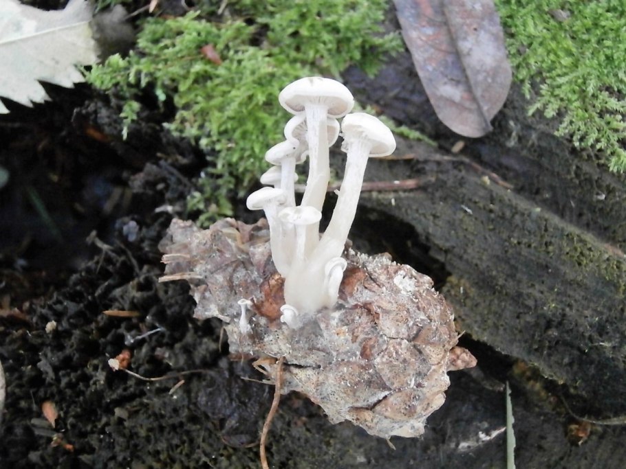 Калоцибе Майский фото