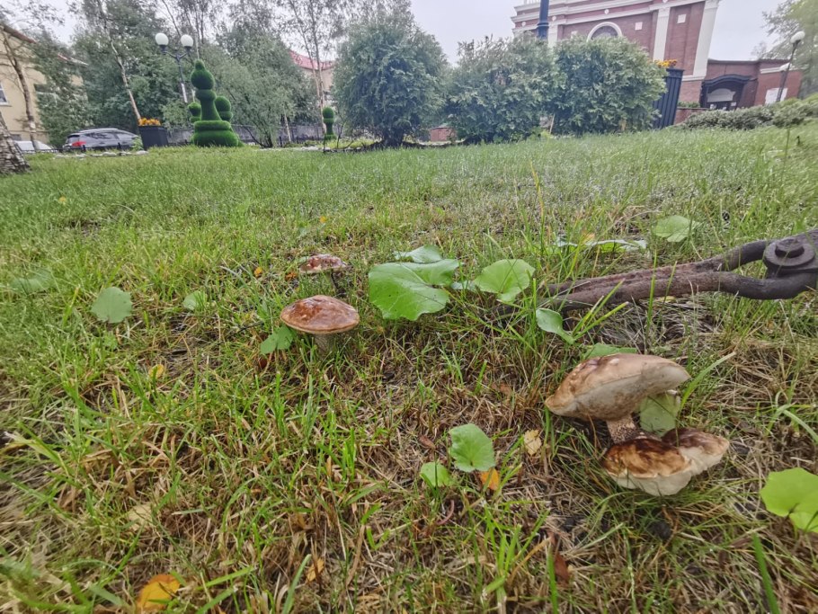 Грибы шиитаке фото