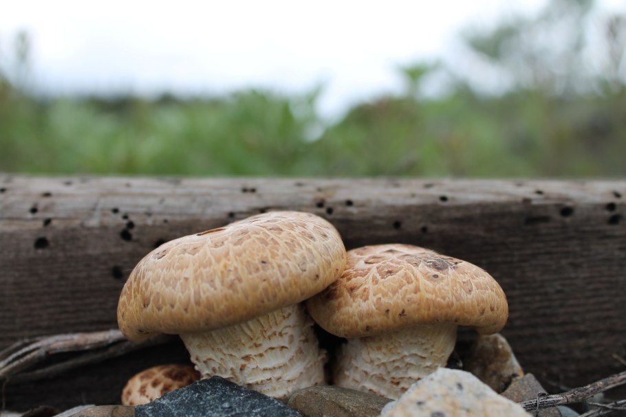 Грибы на шпалах