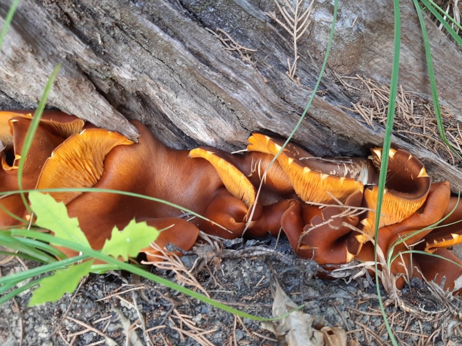 Грибы растут на сосновых шишках