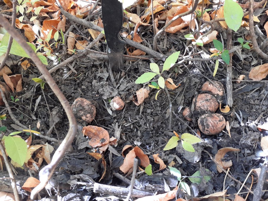 Грибы Краснодарского края