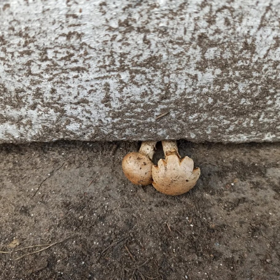 Самый быстрорастущий гриб