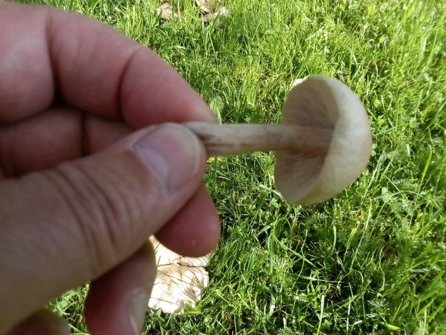 Дубовик келе