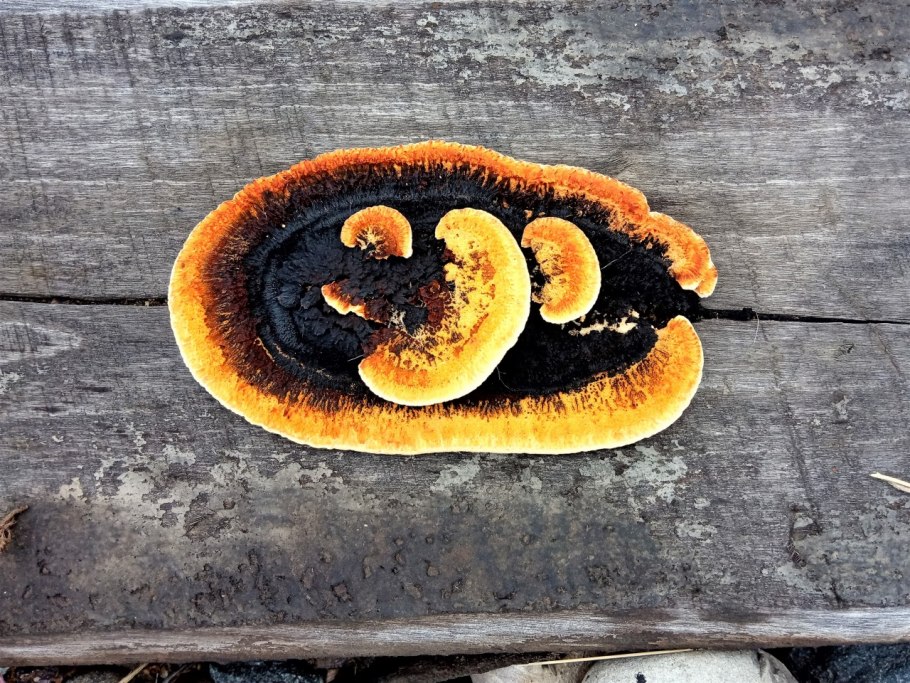 Грибы на шпалах