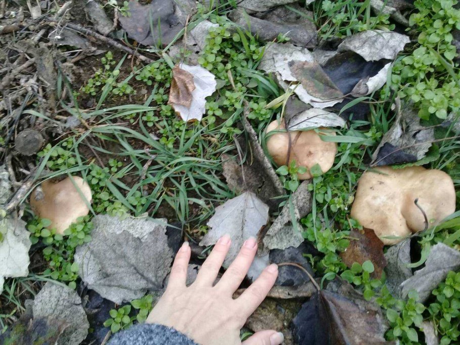 Грибы в Мурманске растут