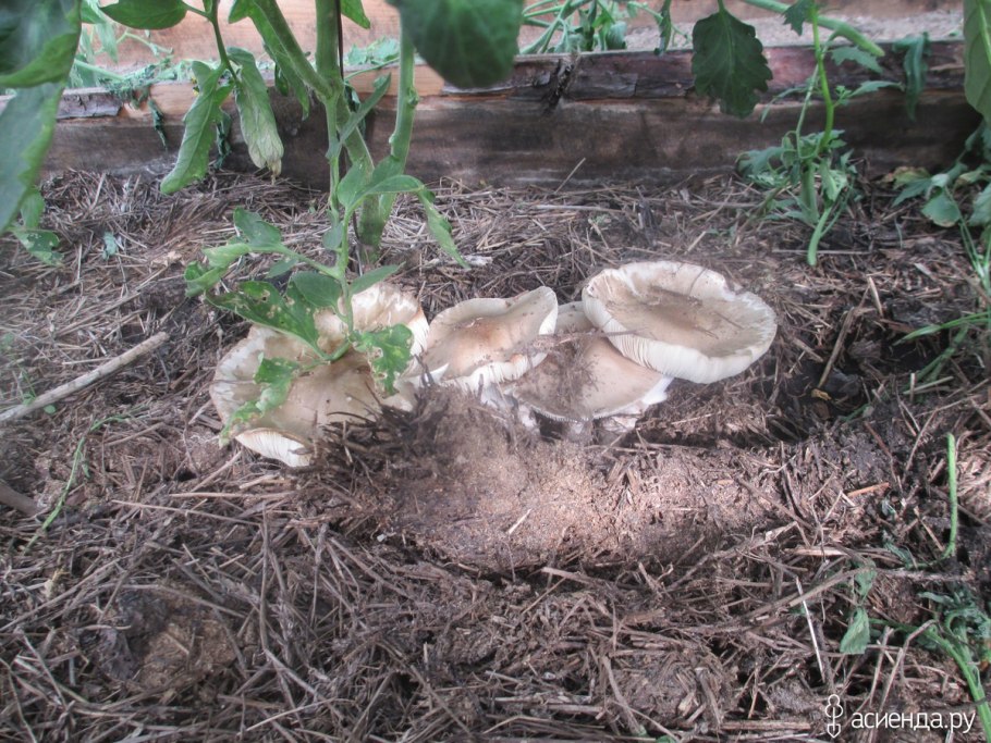 Грибы растут в дождь