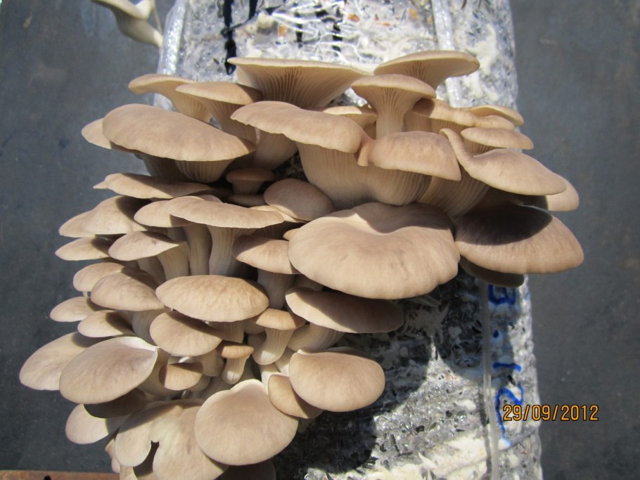 Трутовик Швейница в медицине