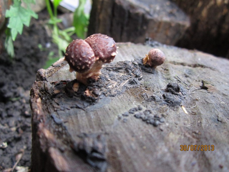 Черные грибы на пне