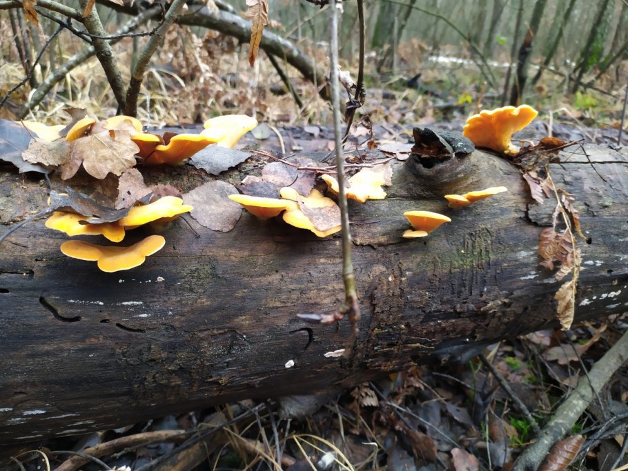 Mushroom substrate Oyster big Sizes