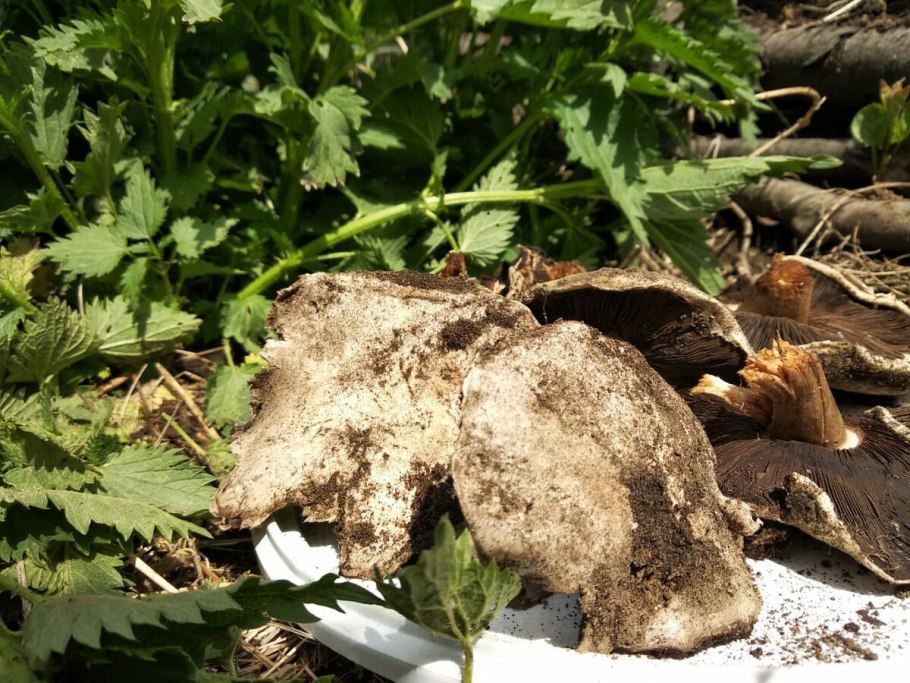 Грибы абалоне