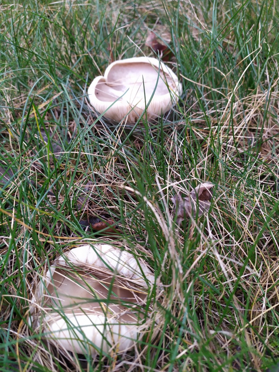 Летние опята говорушки