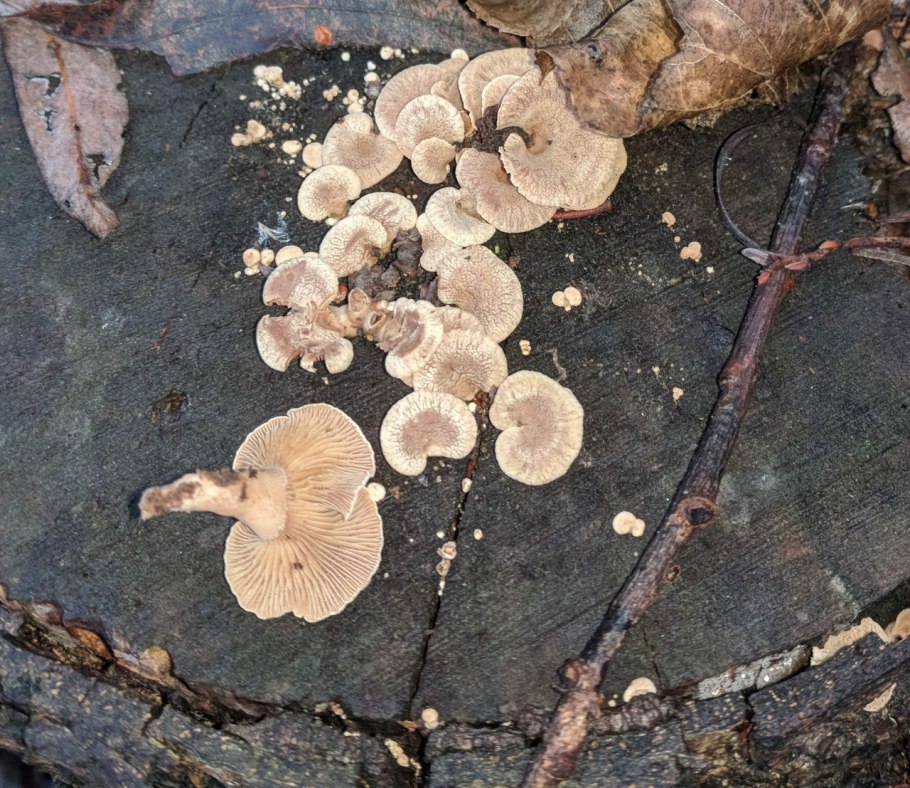 Mushrooms тирамису