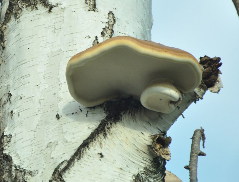 Грибы на Березе