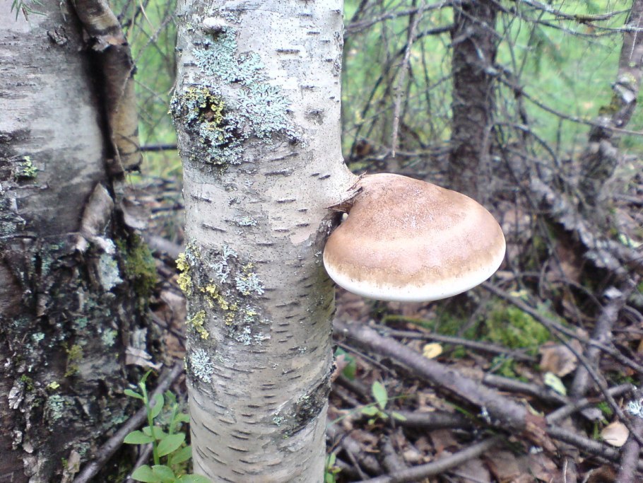 Трутовик на Березе