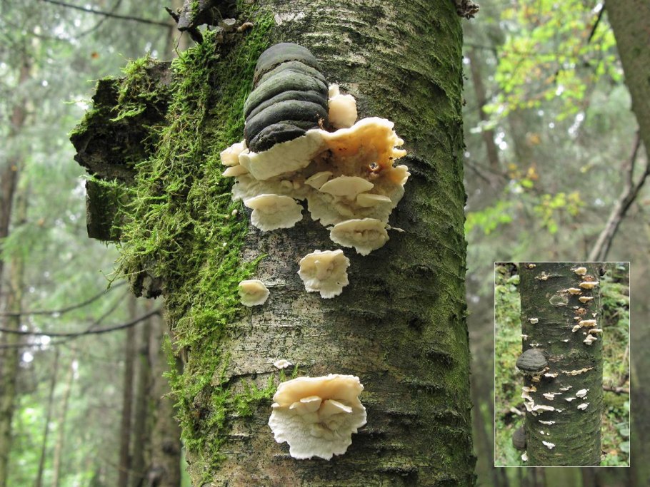 Antrodiella pallescens