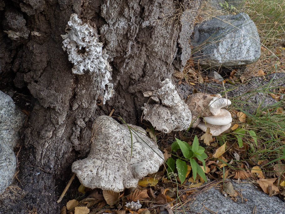 Piptoporus betulinus