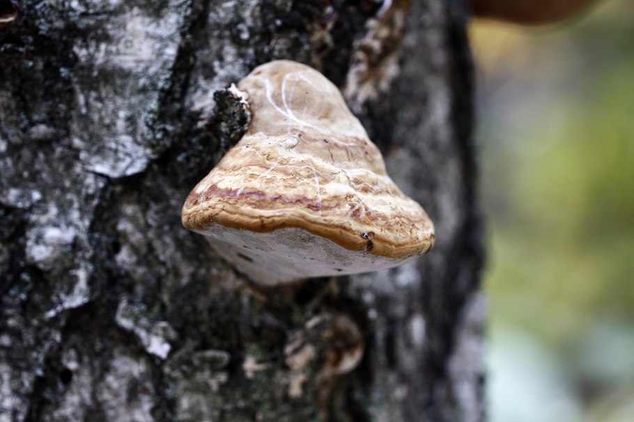 Трутовик настоящий fomes fomentarius