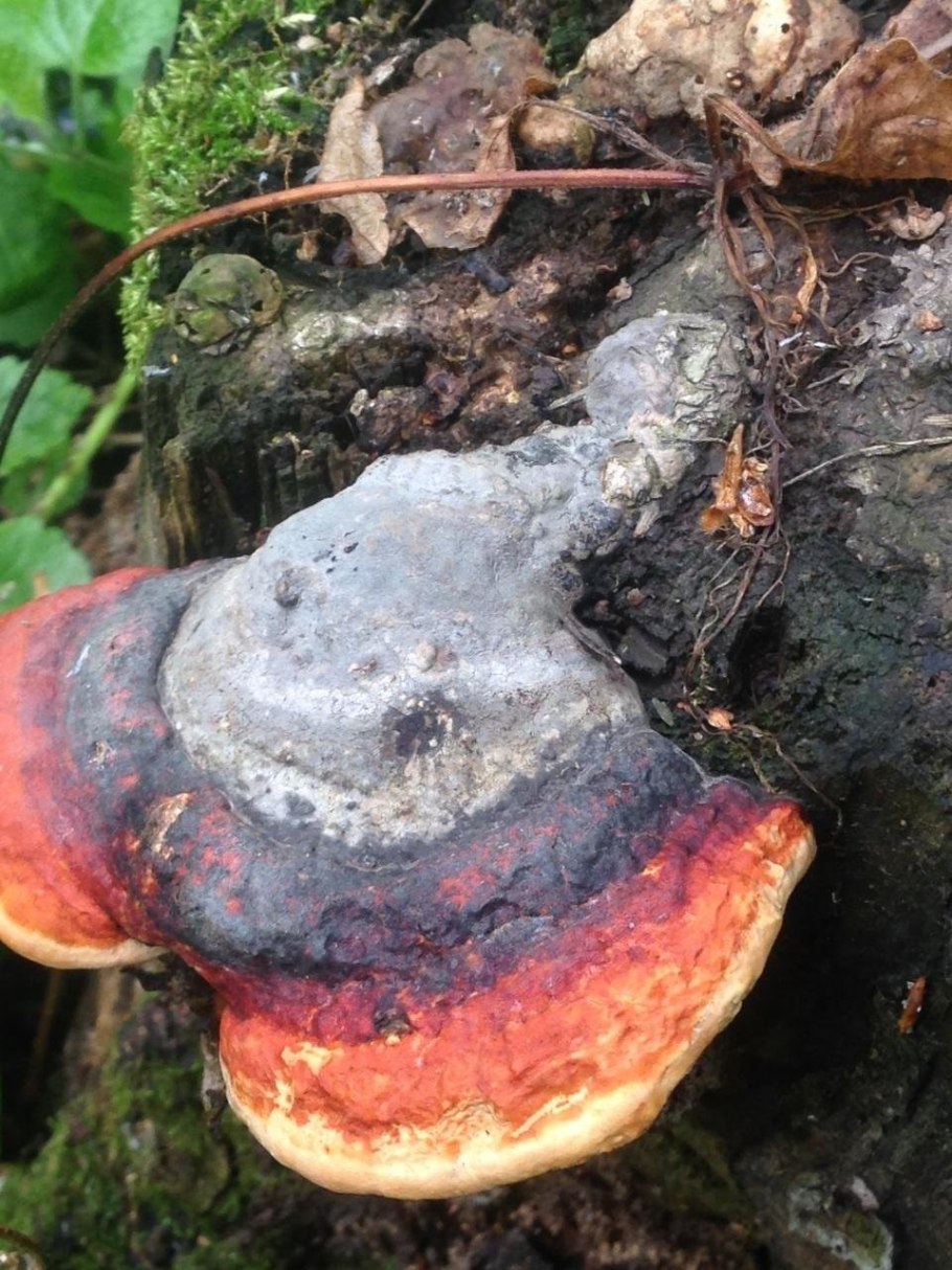 Трутовик гриб группа