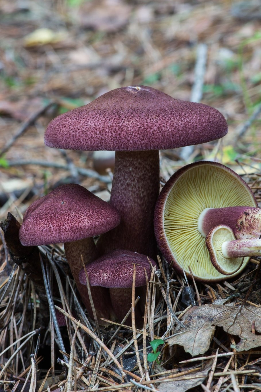 Рядовка желто-красная Tricholomopsis rutilans