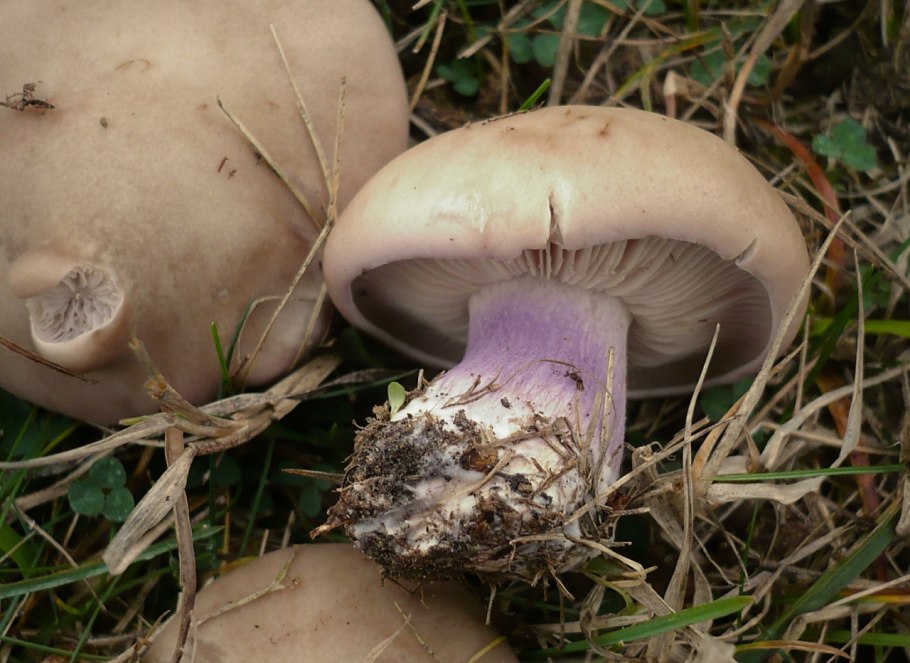 Lepista personata