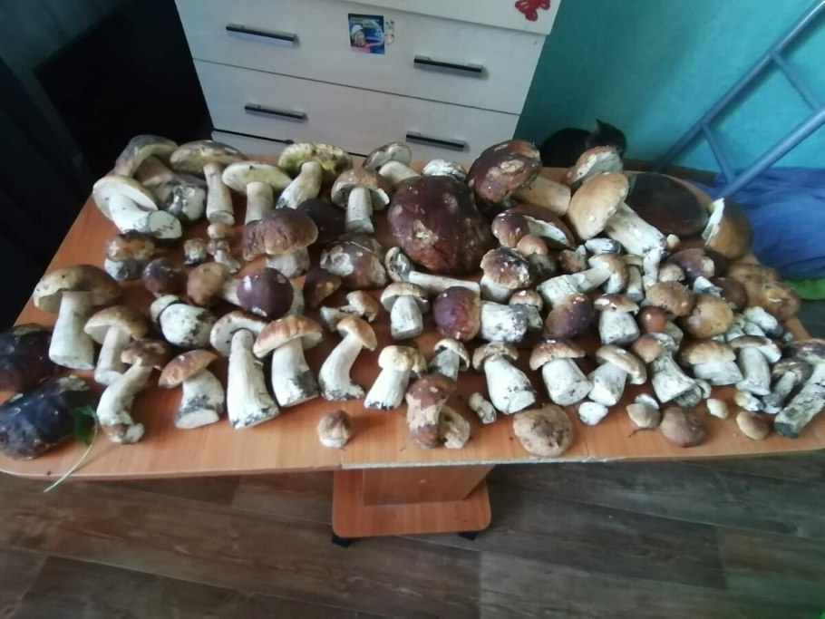 Мицелий шиитаке