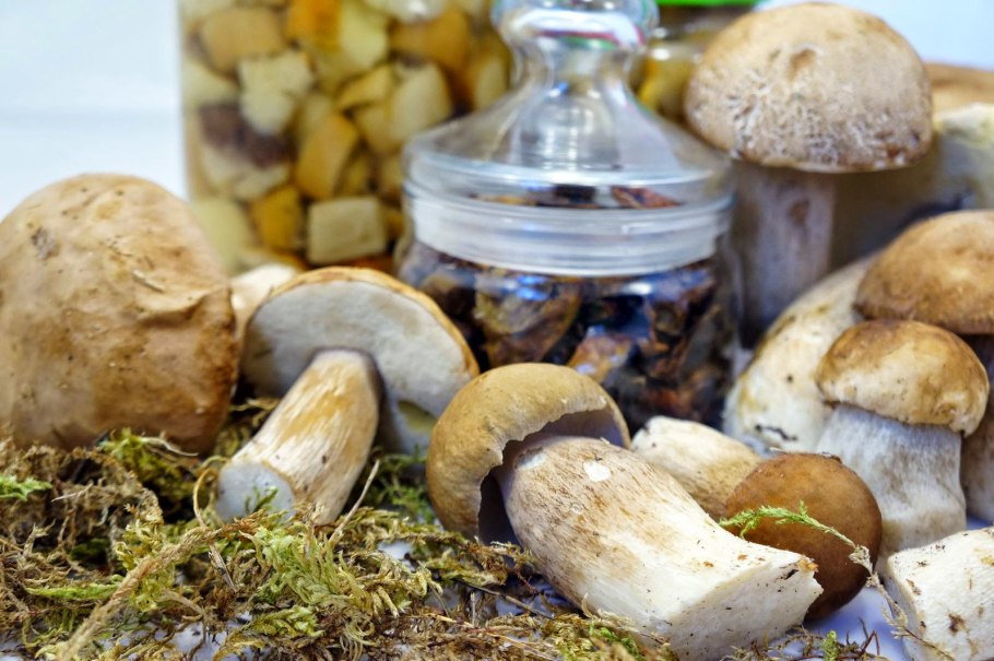 Мицелий белого гриба