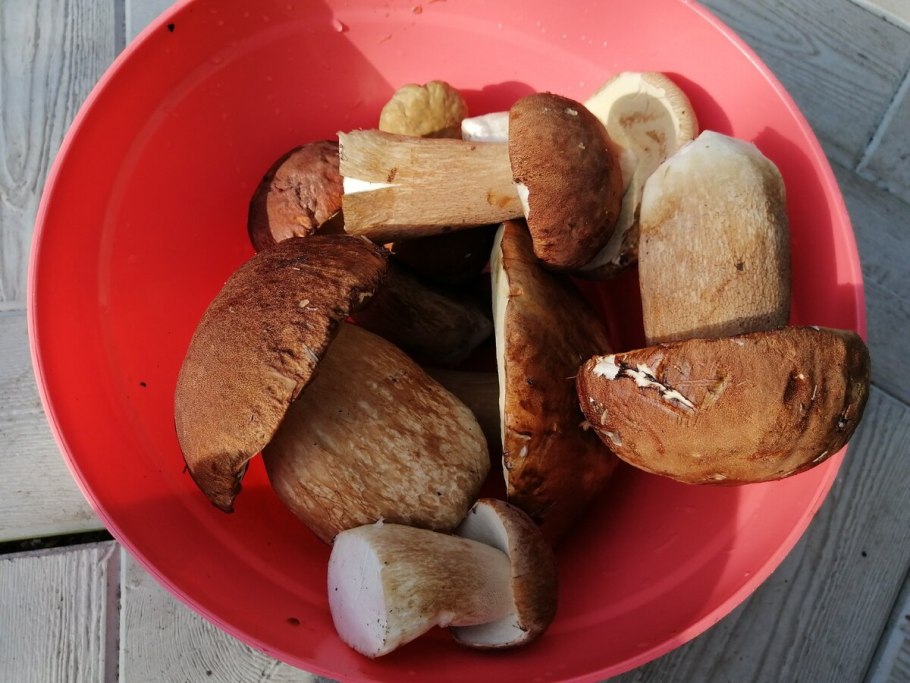 Белый гриб переросток