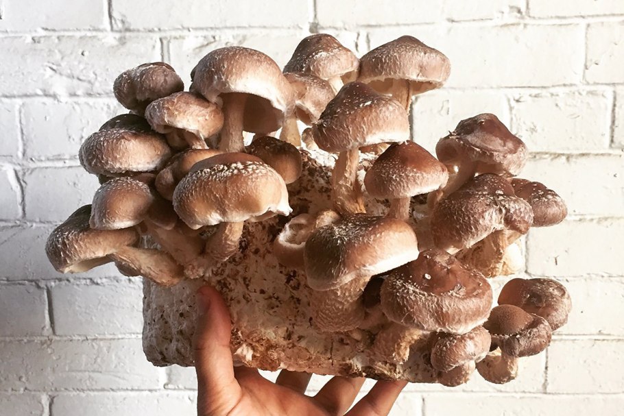 Грибница шампиньонов