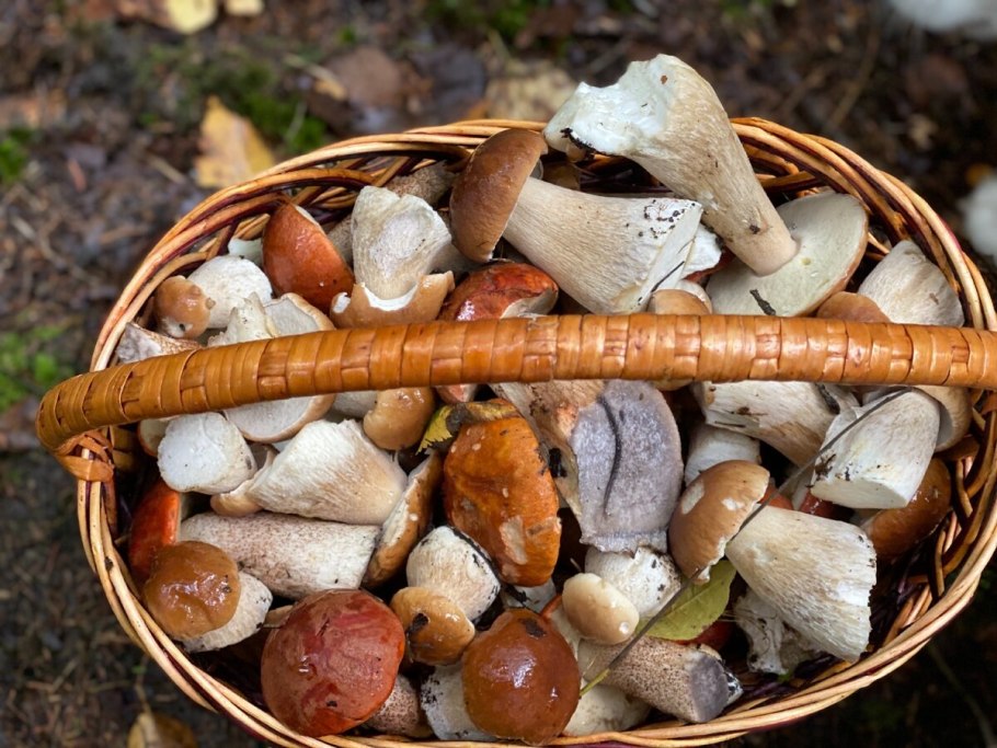 Грибы в корзинке