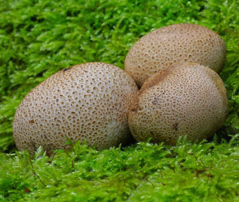 Ложнодождевик ядовитый гриб