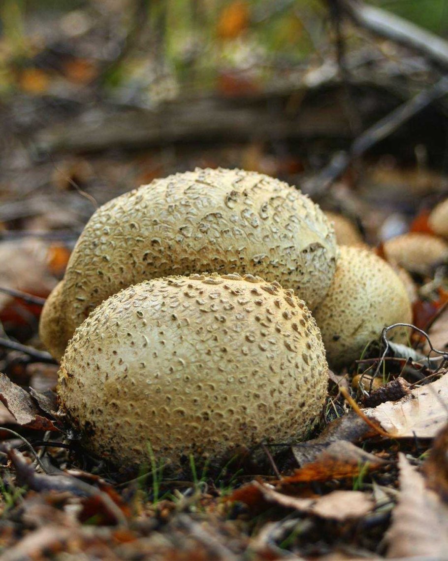 ГОЛОВАЧ продолговатый (Calvatia excipuliformis)