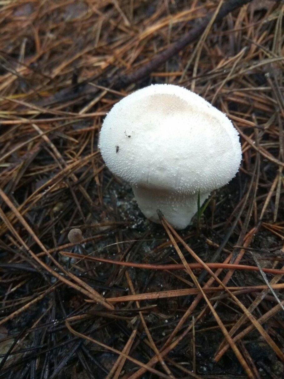 Гриб дождевик Луговой