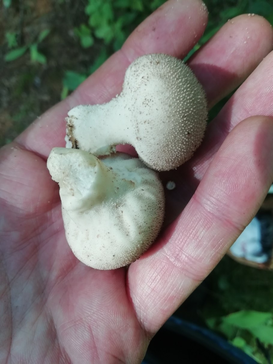 Гриб дождевик Луговой