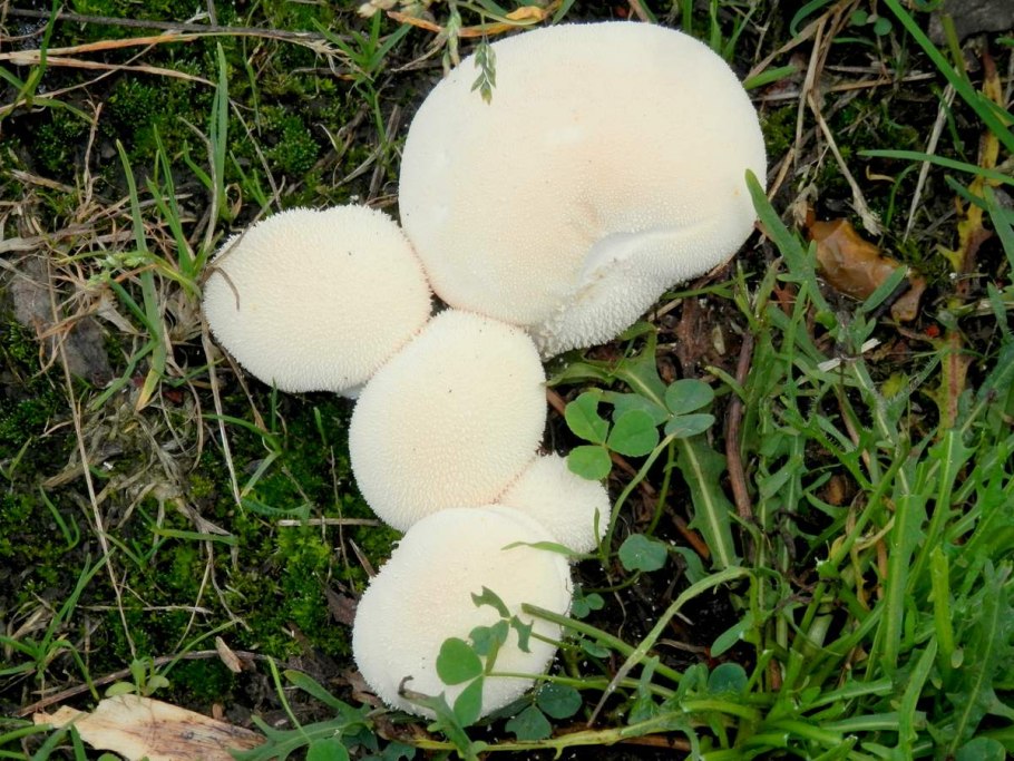 Грибы противобактериальные?