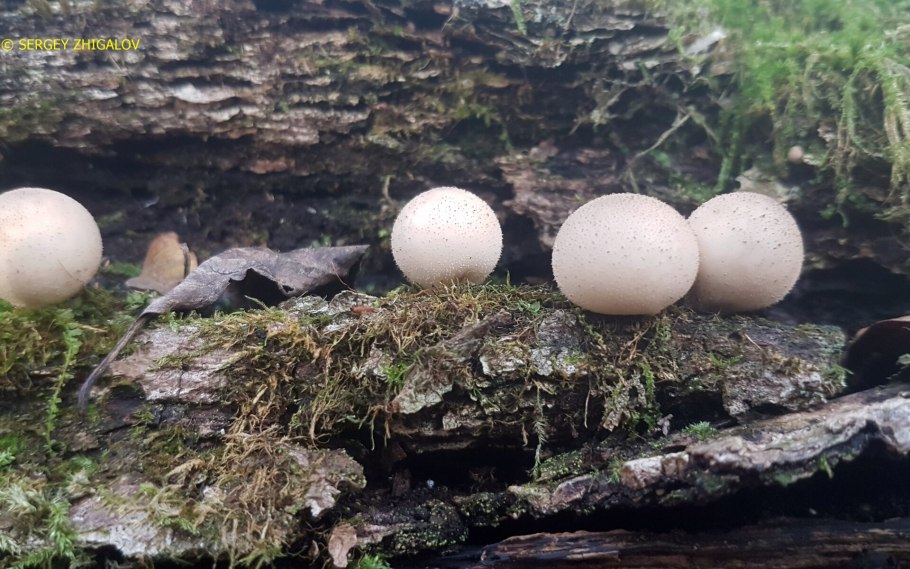 Ложнодождевик обыкновенный