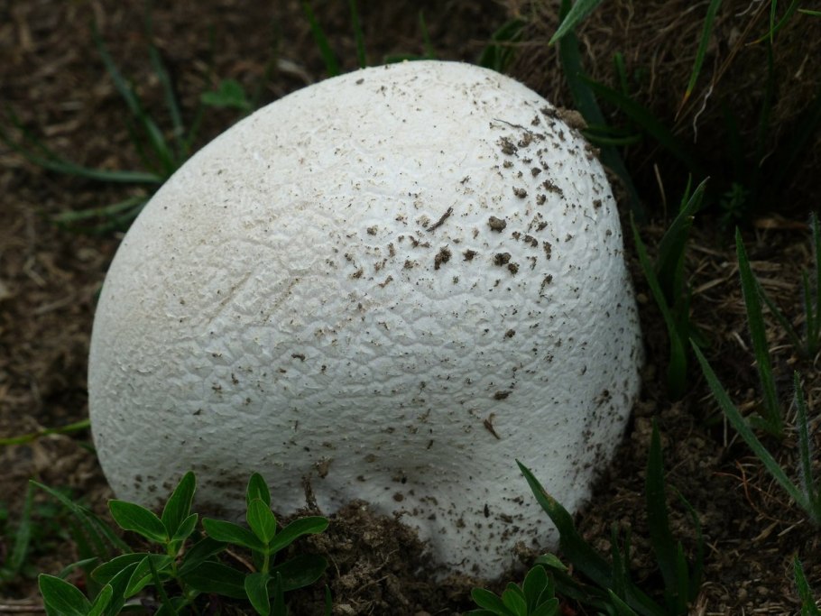 Lycoperdon Bovista