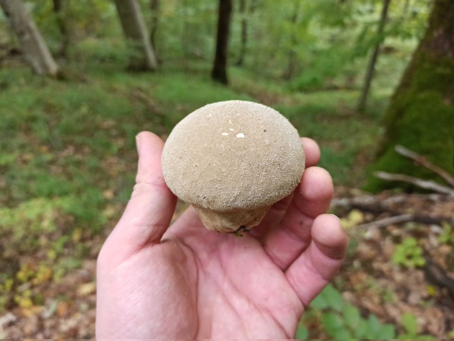 Гриб лангерманния гигантская