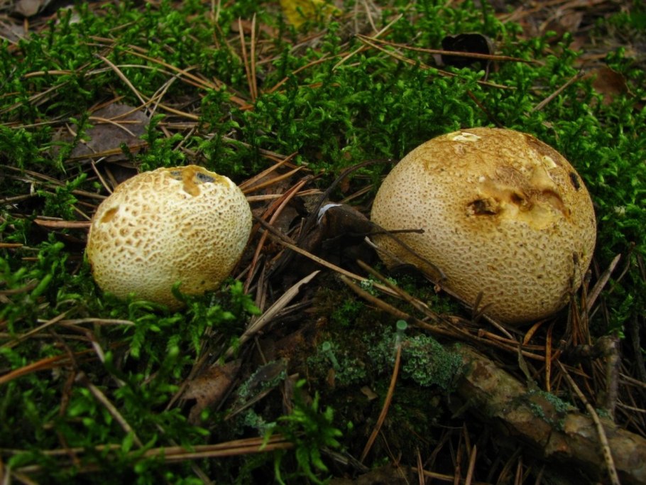 Гриб Крымский пылевик