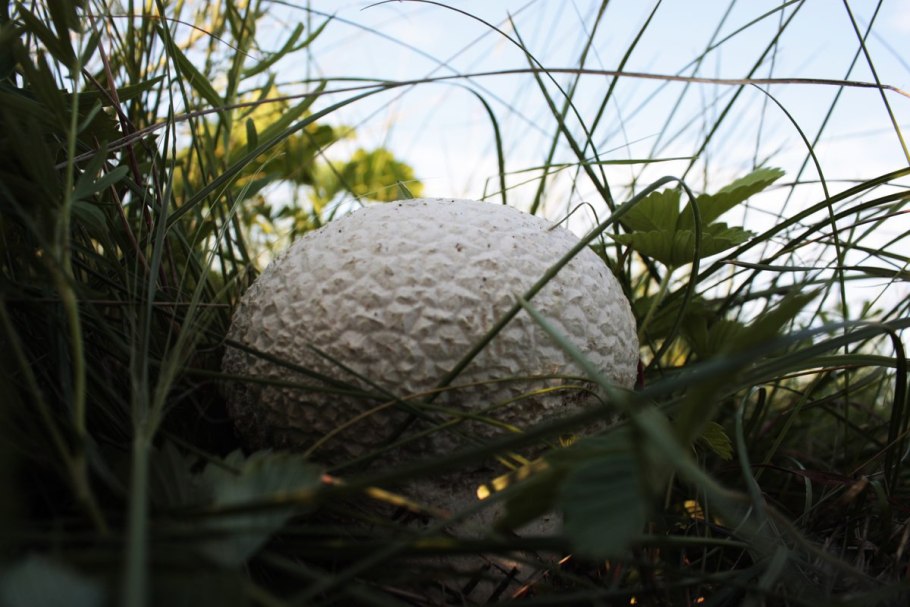 Гриб Дымовик