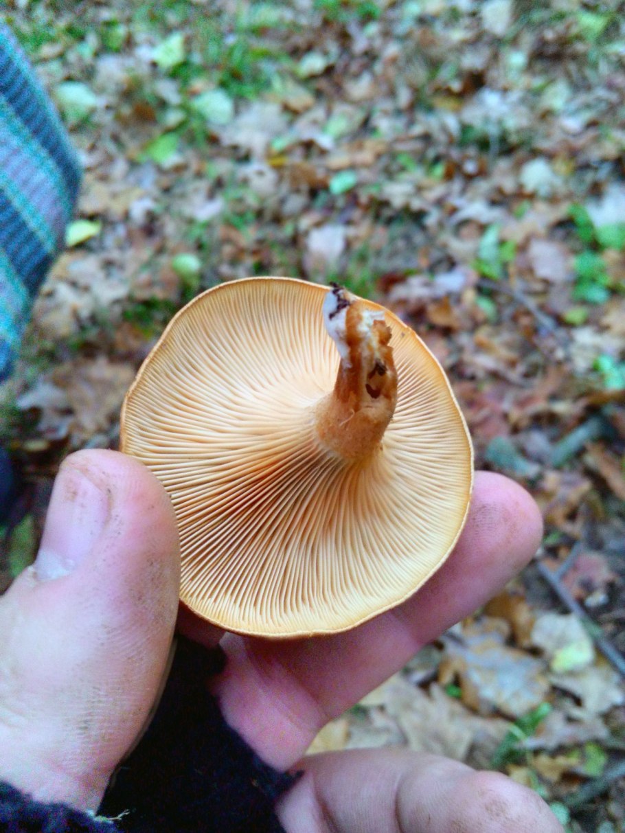 Говорушка буро-желтая Clitocybe Gilva