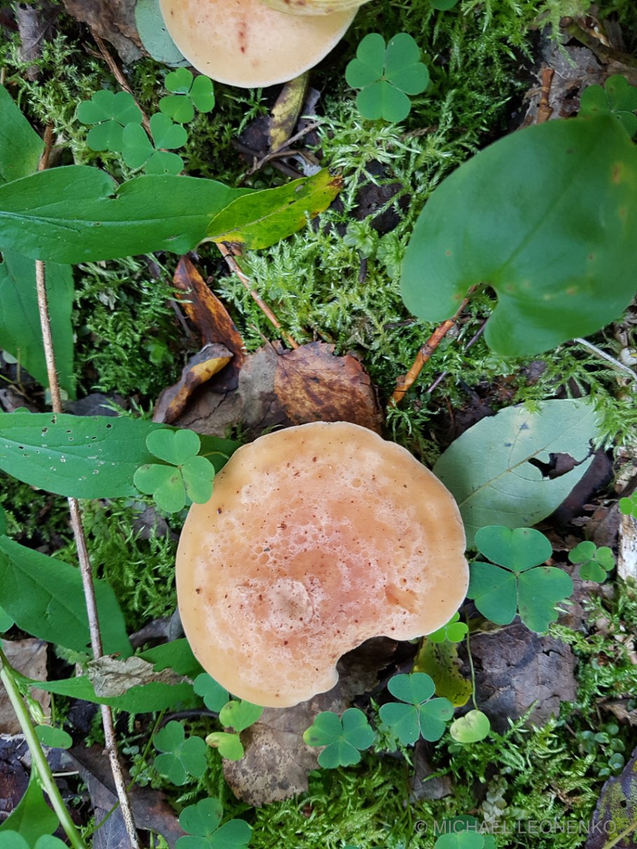 Говорушка буро-желтая рядовка