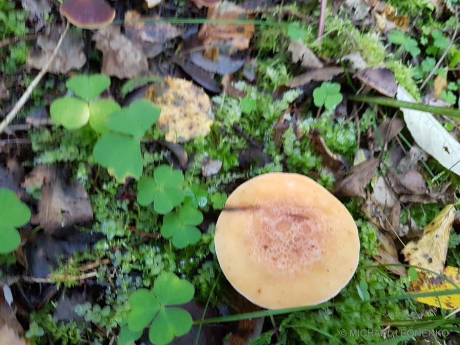 Говорушка буро-жёлтая (Paralepista Gilva)