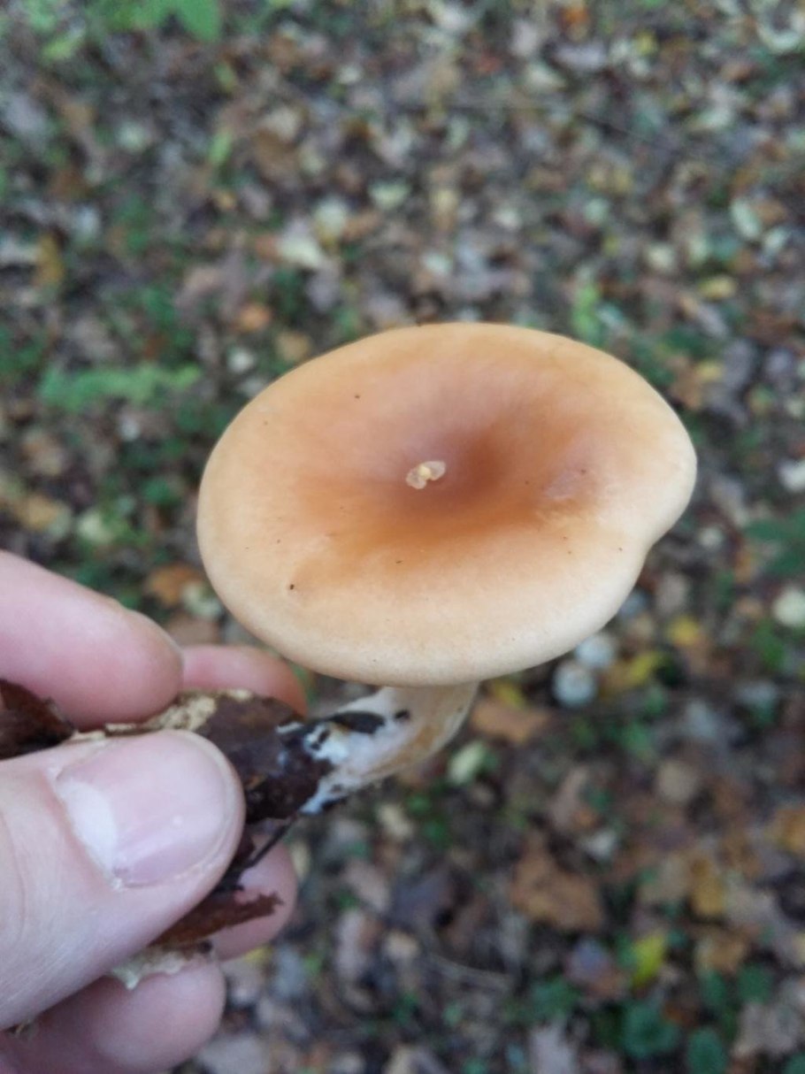 Говорушка буро-желтая Clitocybe Gilva