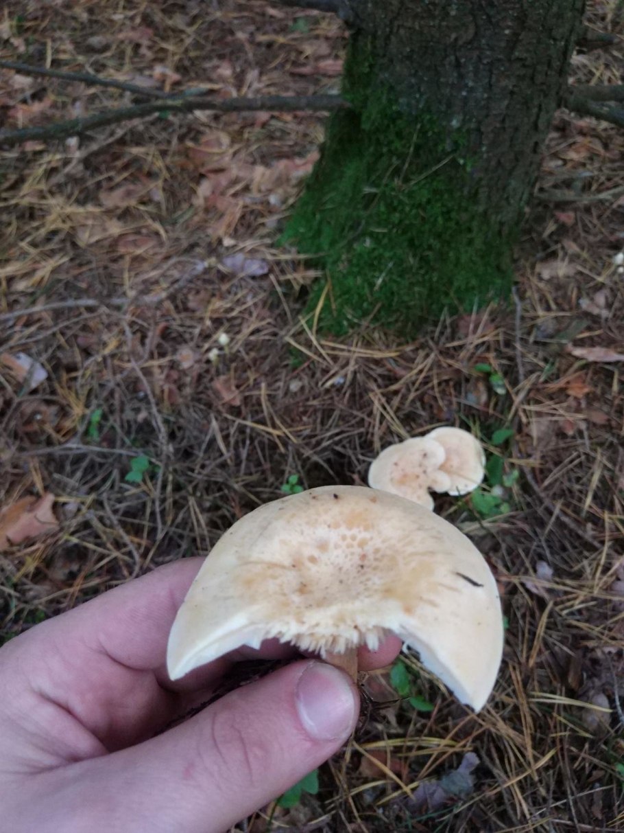 Говорушка буро желтая clitocybe gilva