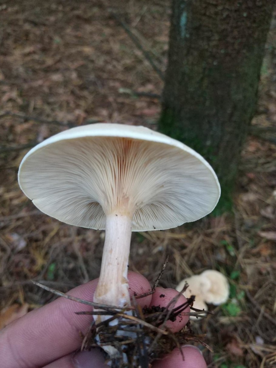 Говорушка буро-желтая рядовка