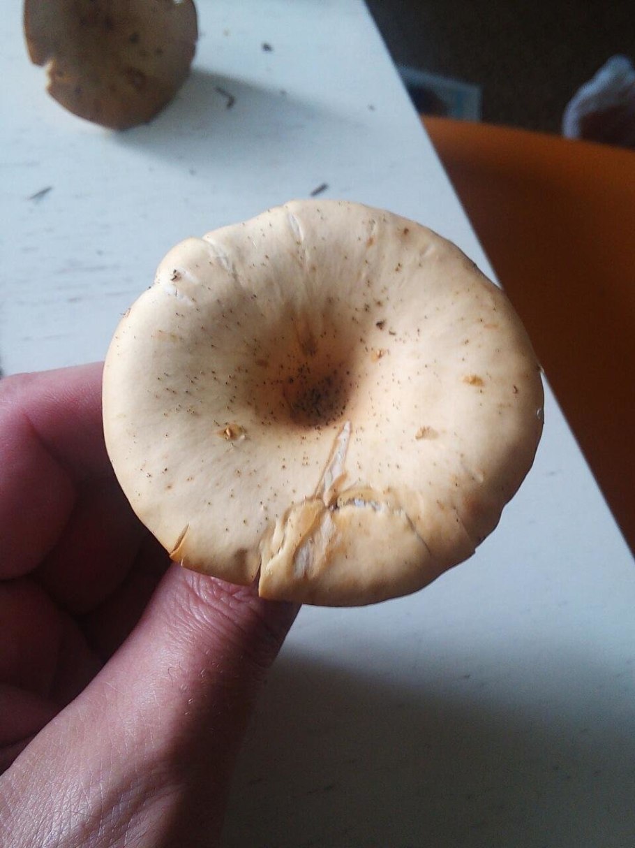 Лисичка ложная или говорушка оранжевая