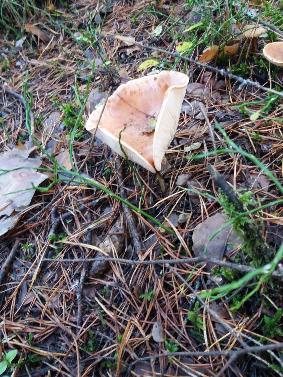 Говорушка буро-желтая Clitocybe Gilva