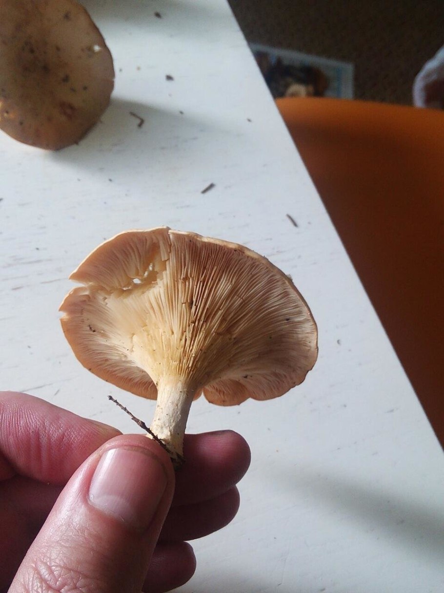 Говорушка буро-желтая рядовка