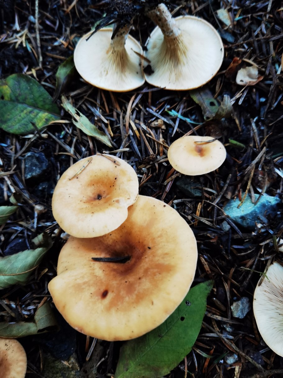 Говорушка буро-желтая