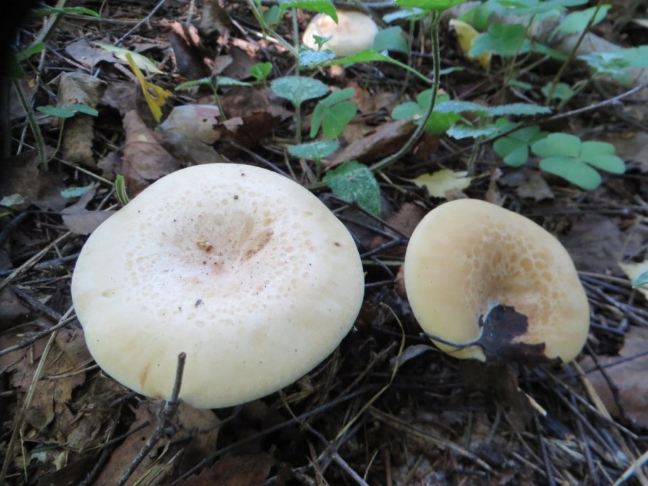 Говорушка водопятнистая